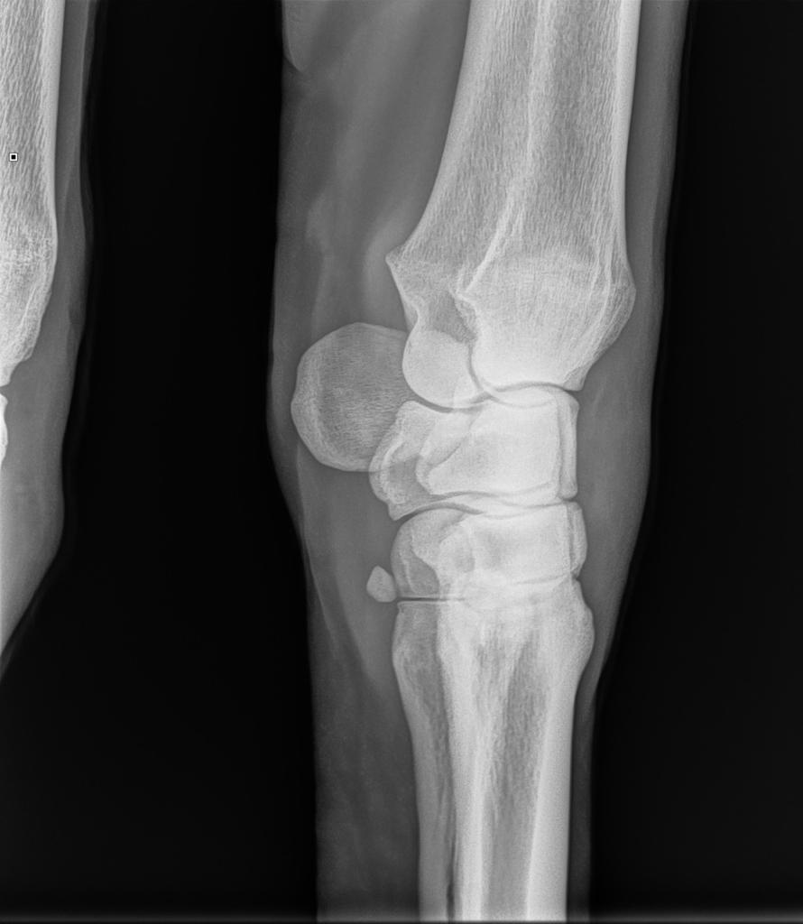 worka/vanillajswheelzoom